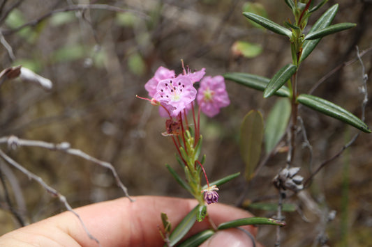 What We’re Up To in 2025: Trout Lilies, New Species & Fen Research