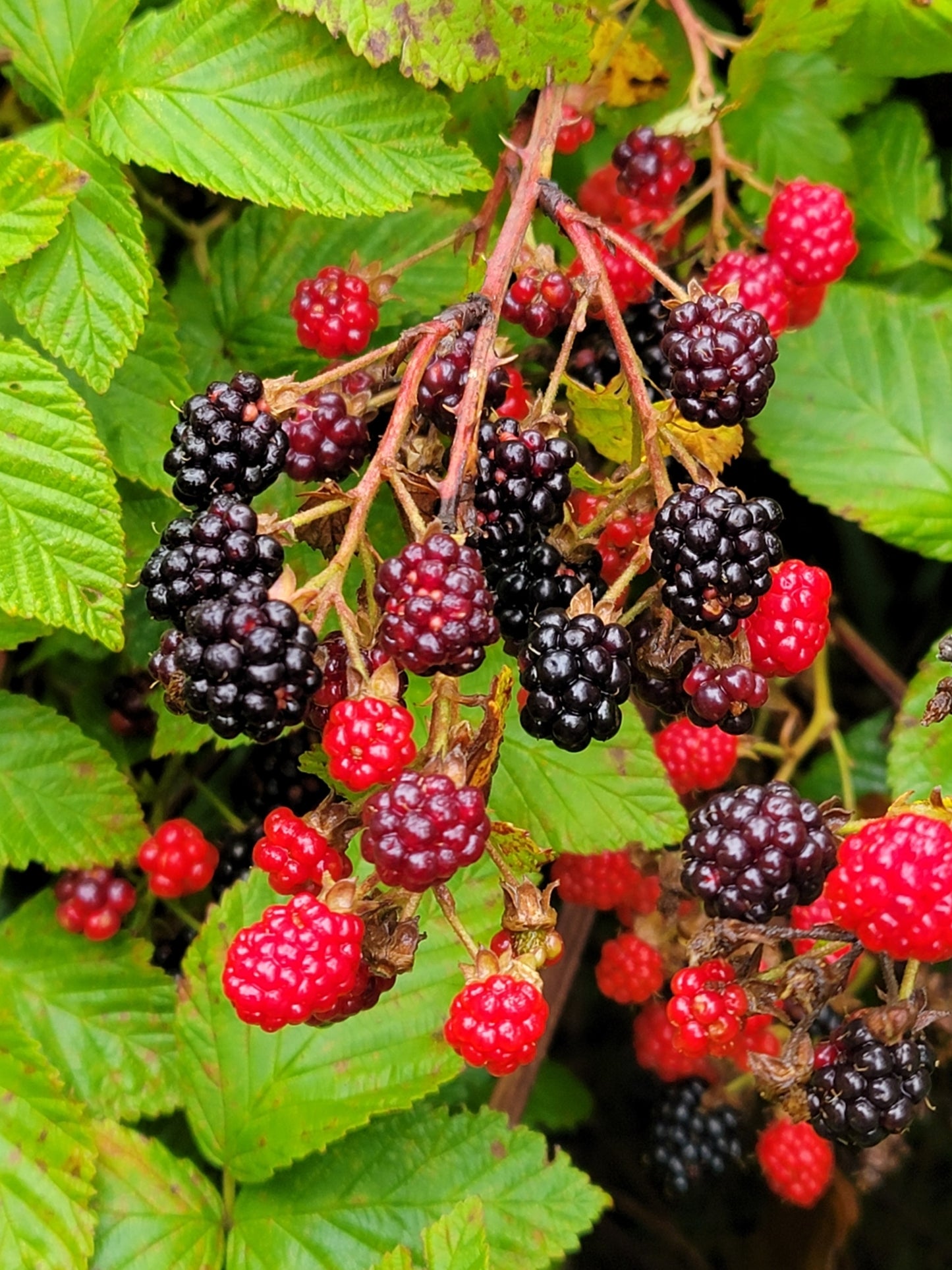 Rubus allegheniensis (Fr: mûrier/ronce des Alléghanys | En: Allegheny blackberry)