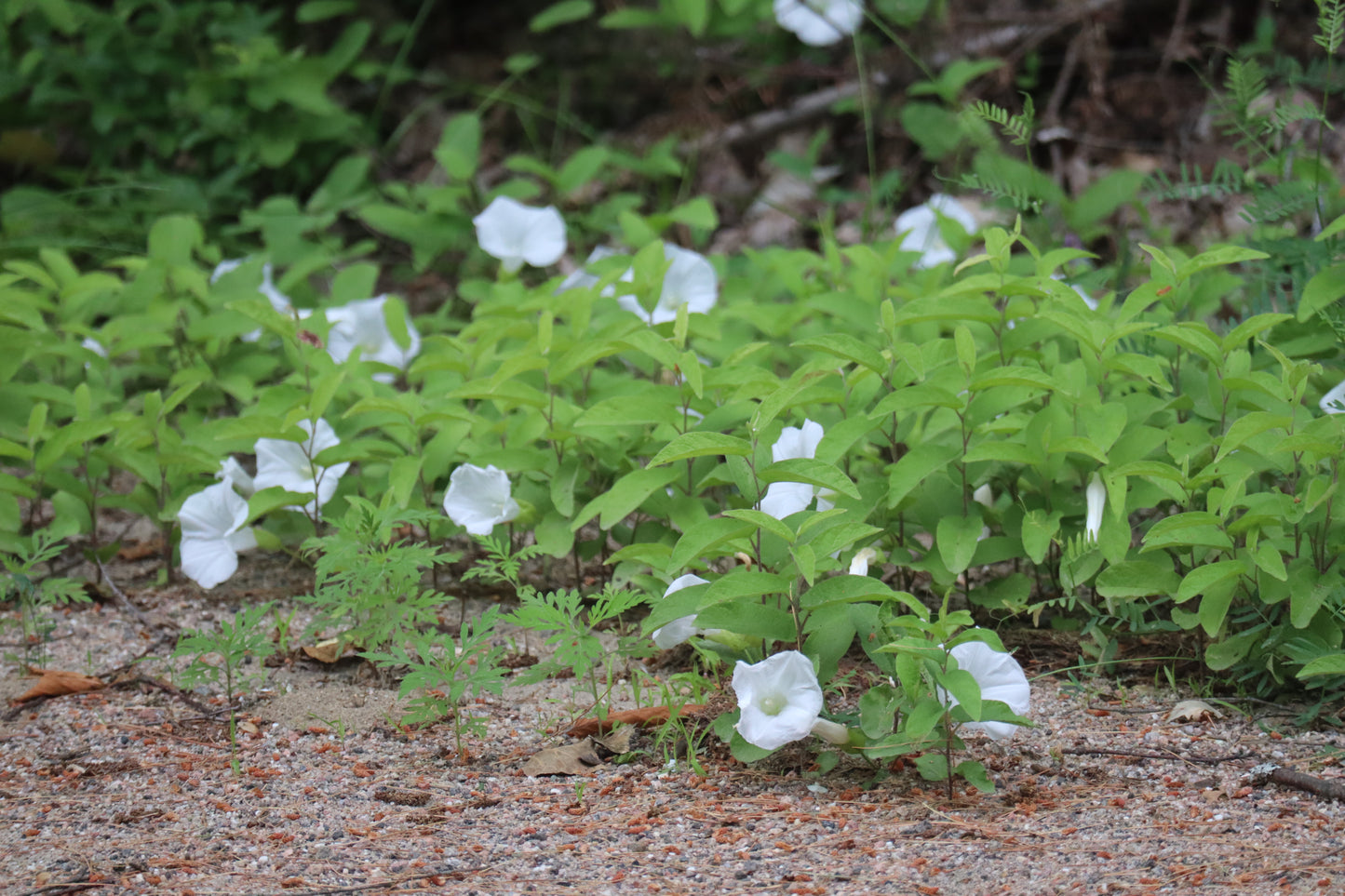 On-Site Ecological Consultation & Site Inventory