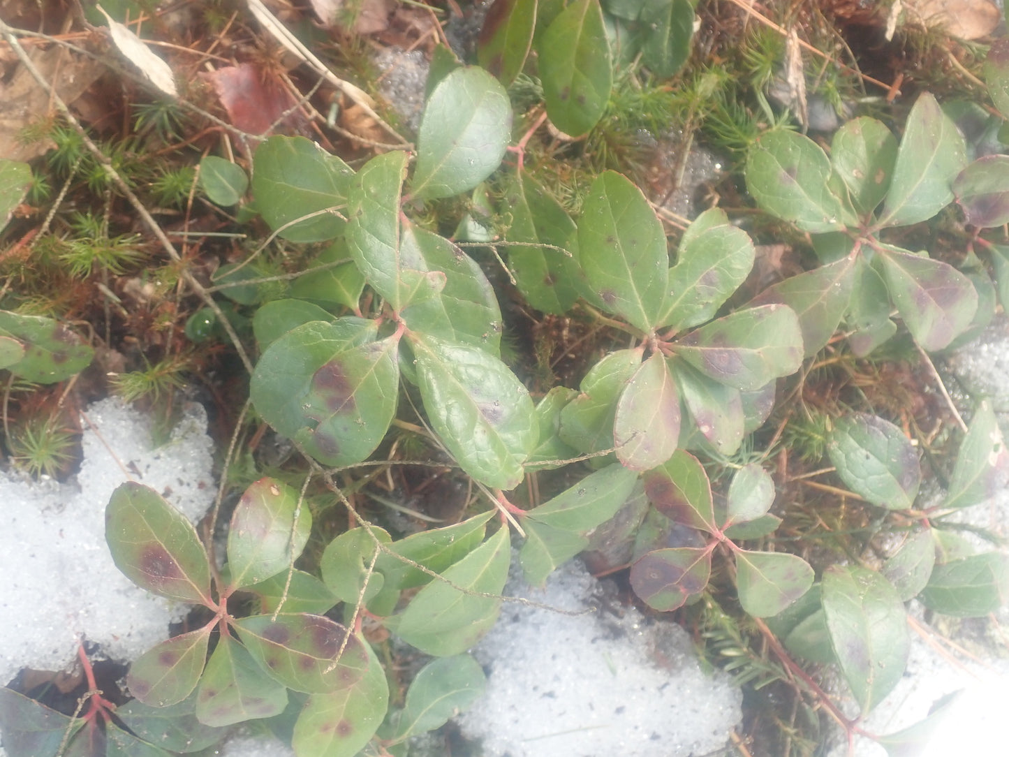 Gaultheria procumbens (Fr: thé des bois | En: wintergreen)