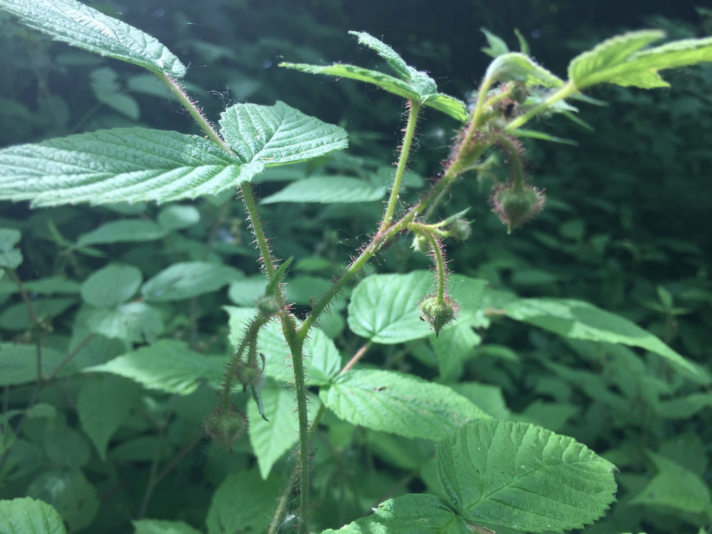 Framboisier sauvage / North American red raspberry (Rubus idaeus subsp. strigosus) – plante indigène, Ottawa Valley