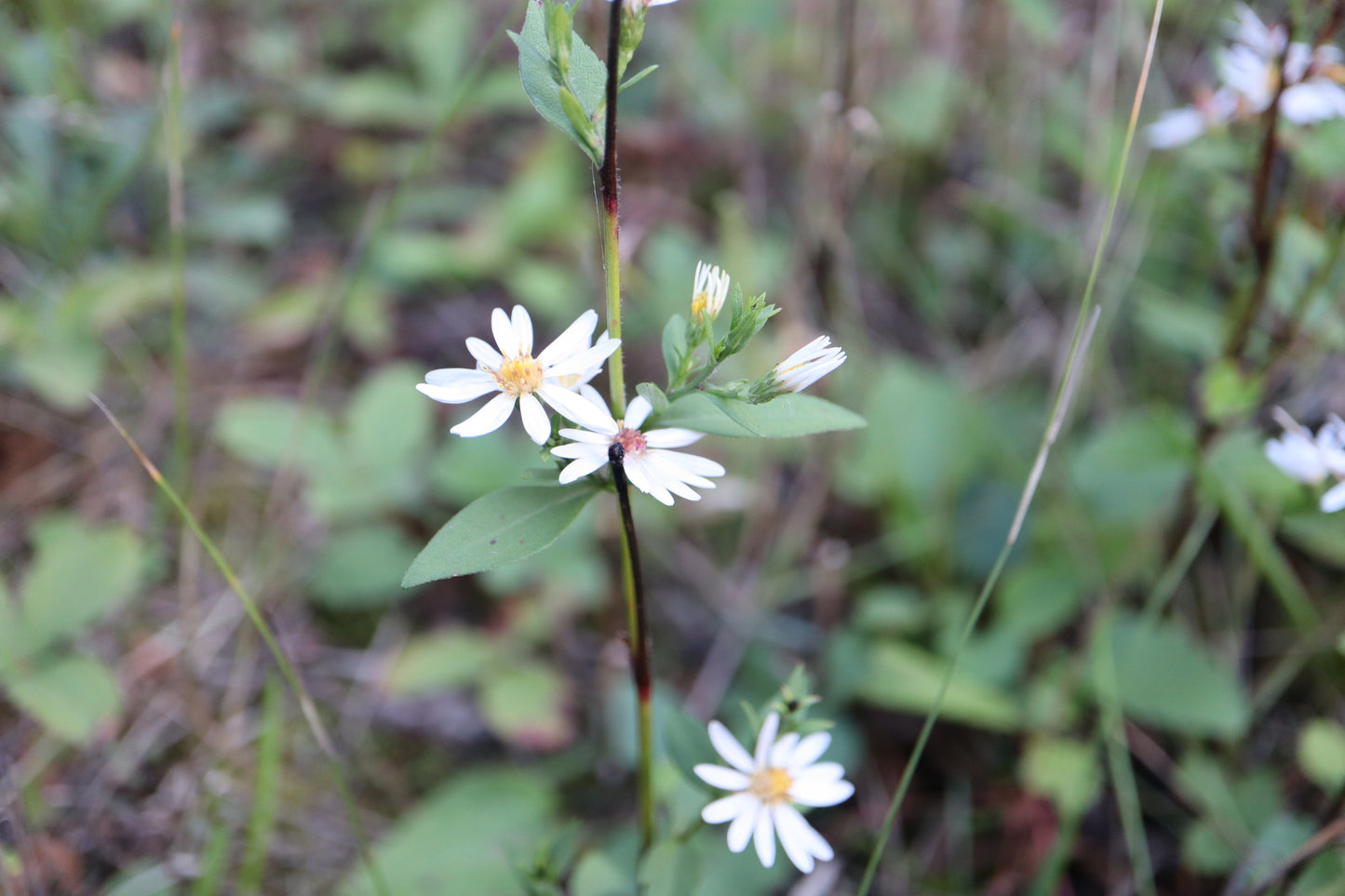 Symphyotrichum ciliolatum (Fr: aster ciliolé | En: Lindley's aster)