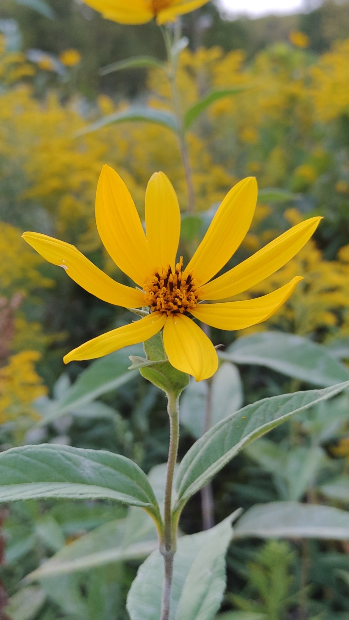 Helianthus strumosus