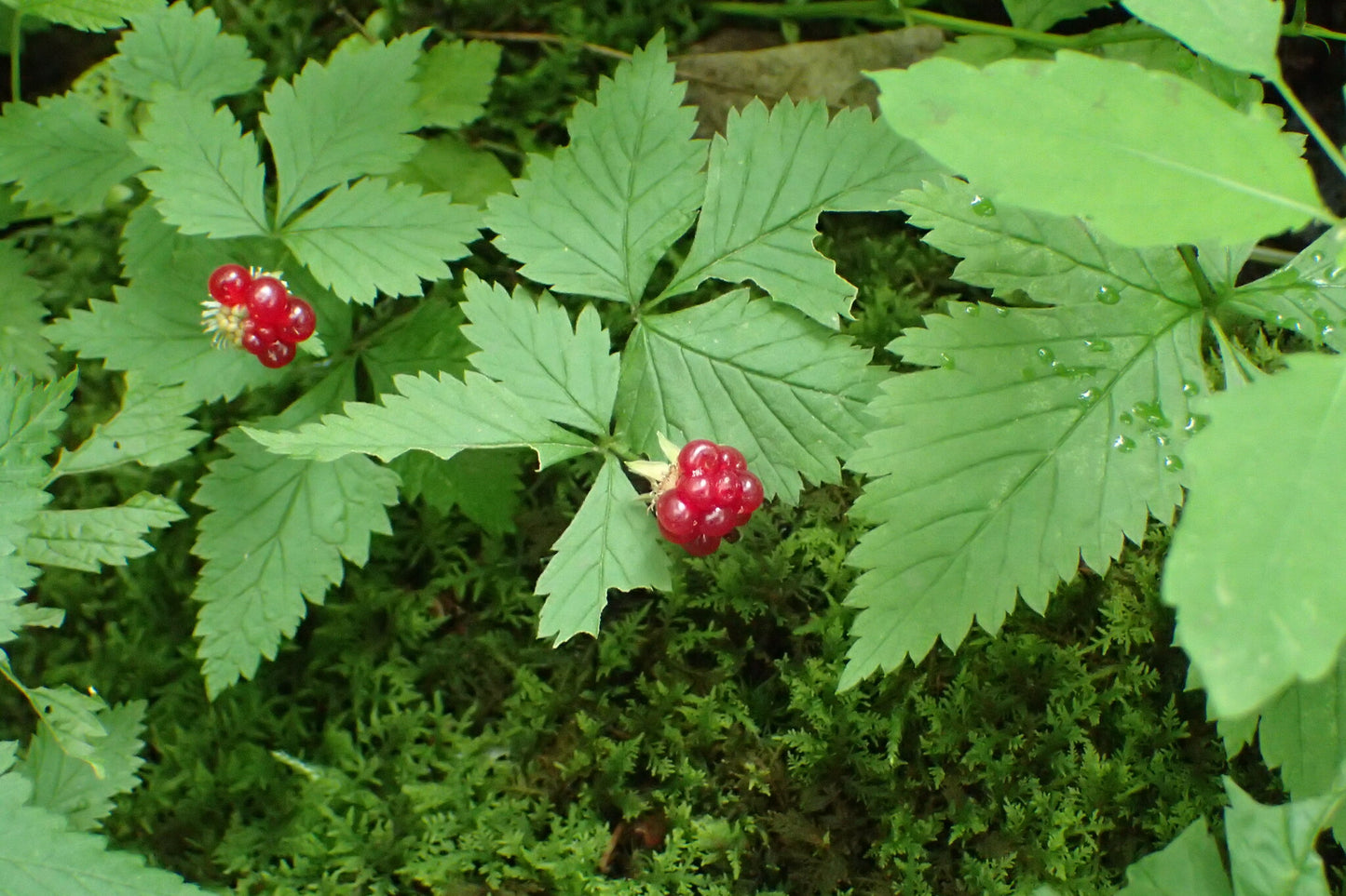 Ronce pubescente / Dwarf raspberry (Rubus pubescens) – plante indigène, Ottawa Valley