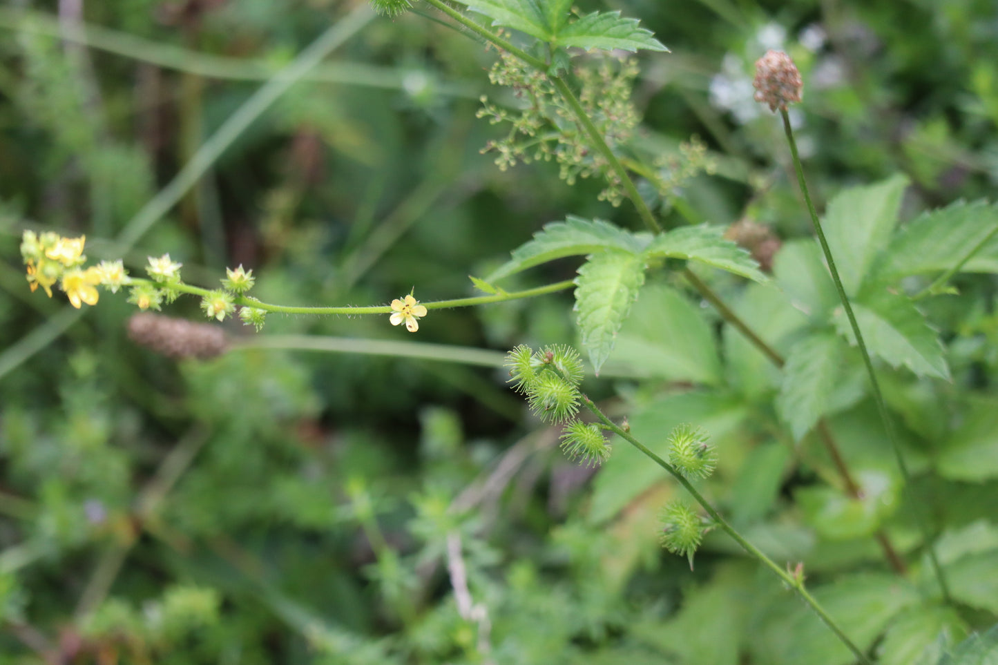 Agrimonia striata (Fr: aigremoine striée / En: Wood Agrimony)