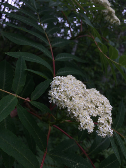 Sorbus americana (Fr: sorbier d'Amérique | En: American mountain-ash)