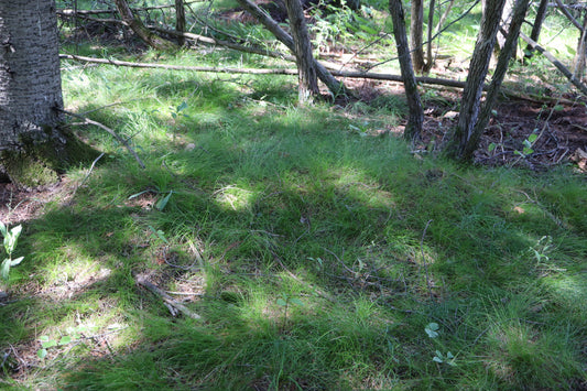 Carex eburnea (Fr: Carex ivoirin | EN: Ebony sedge)
