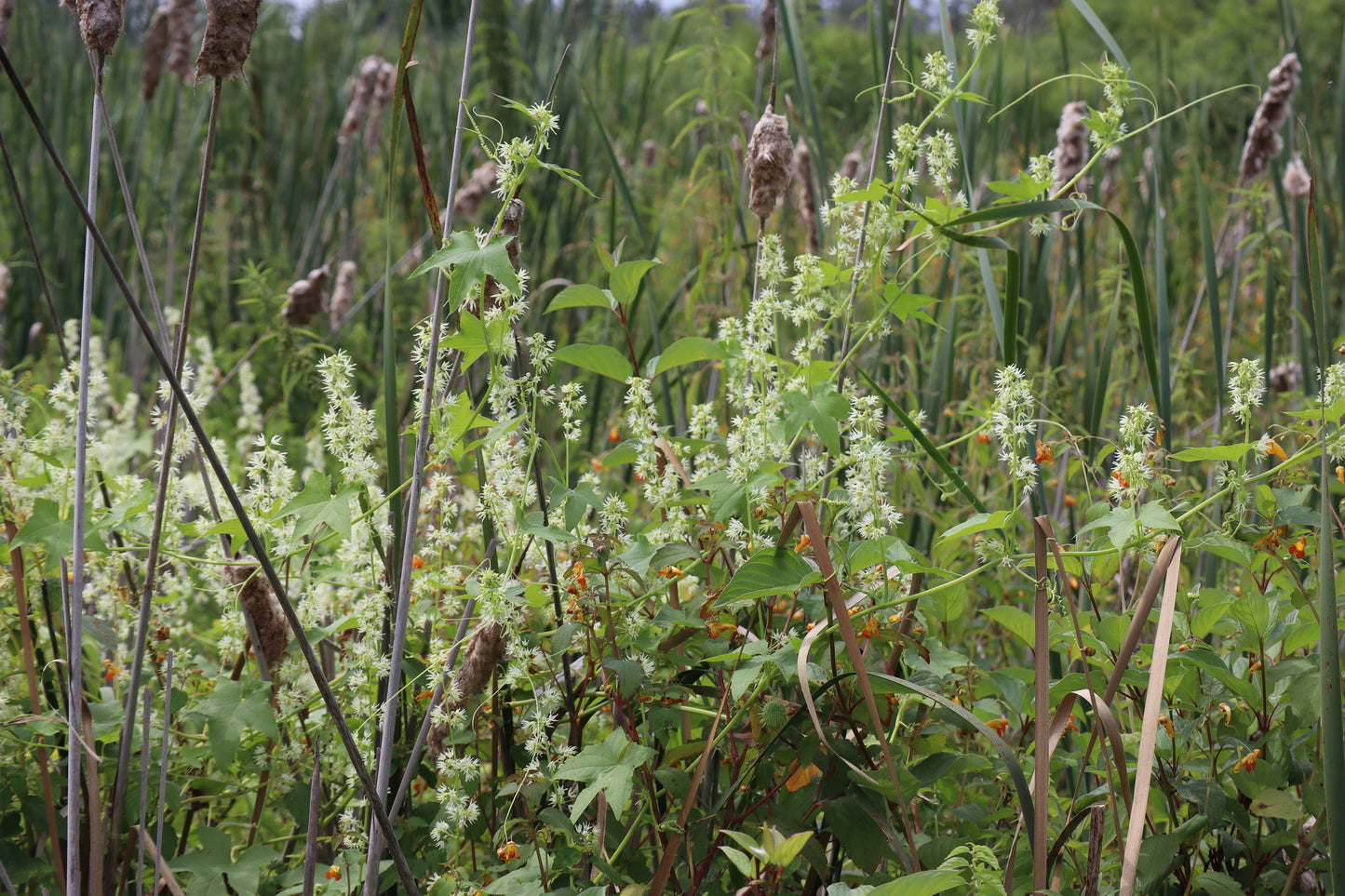 Echinocystis lobata (Fr: concombre grimpant | EN: Wild concombre)