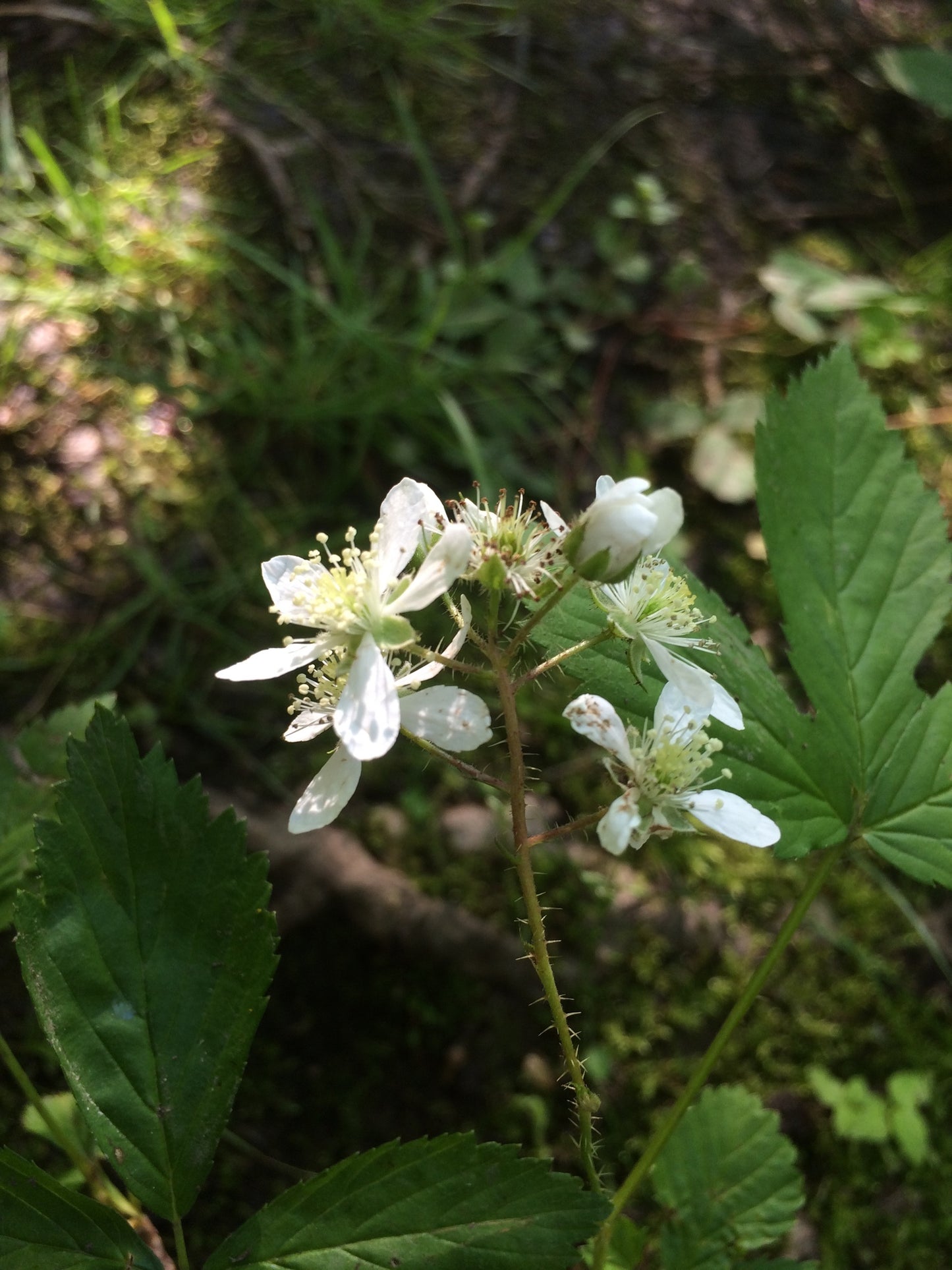 Rubus setosus (Fr: ronce sétuleuse | En: bristly blackberry)