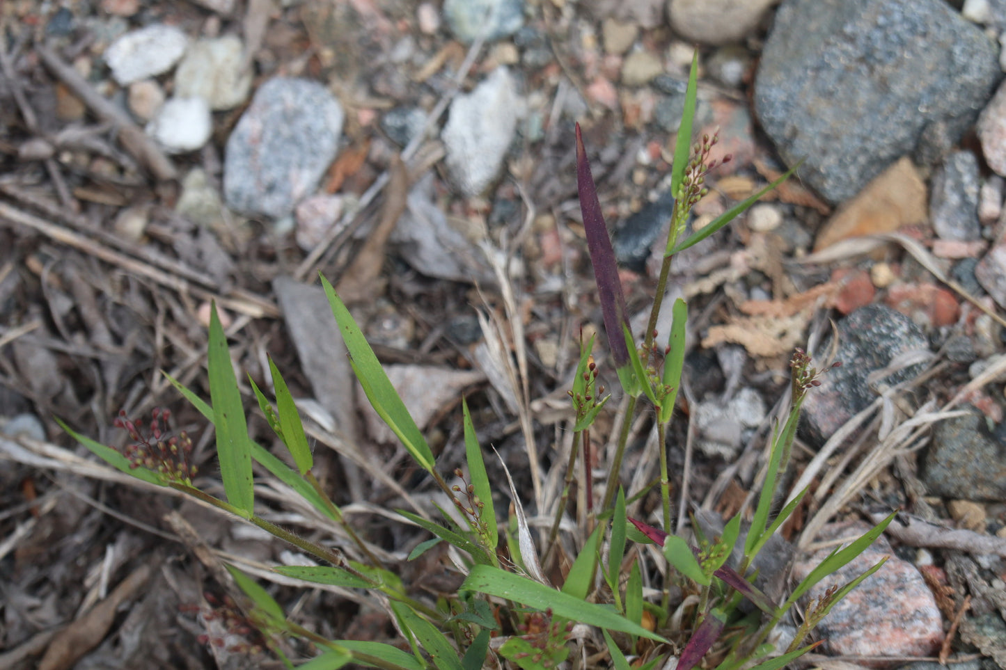 Dichanthelium implicatum (Fr: panic à touffe dense | En: Old field panic grass)