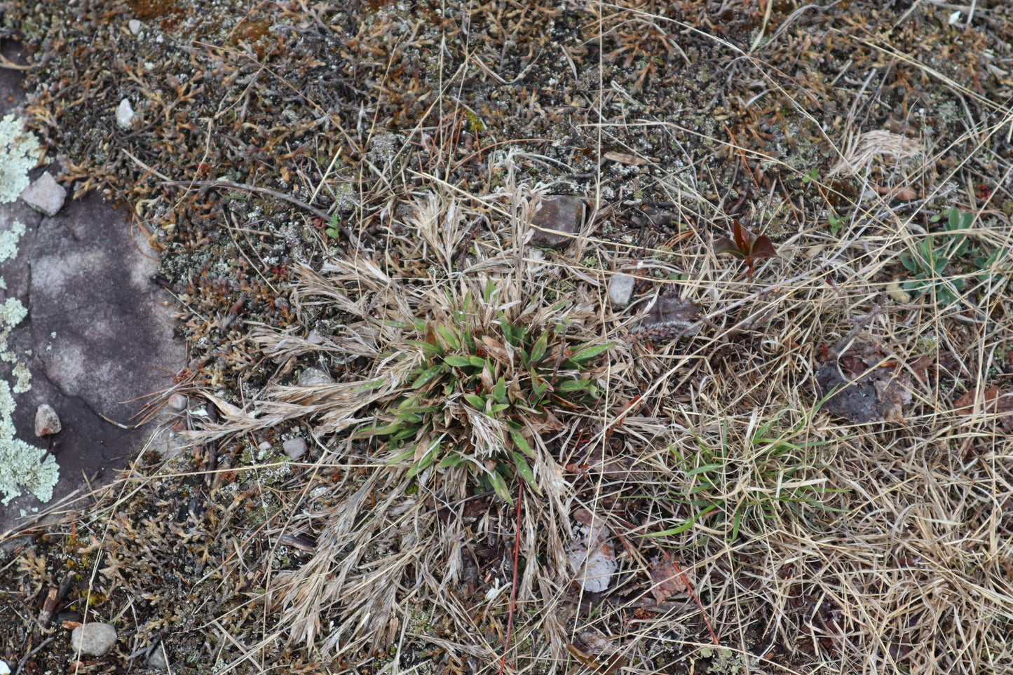 Dichanthelium implicatum (Fr: panic à touffe dense | En: Old field panic grass)