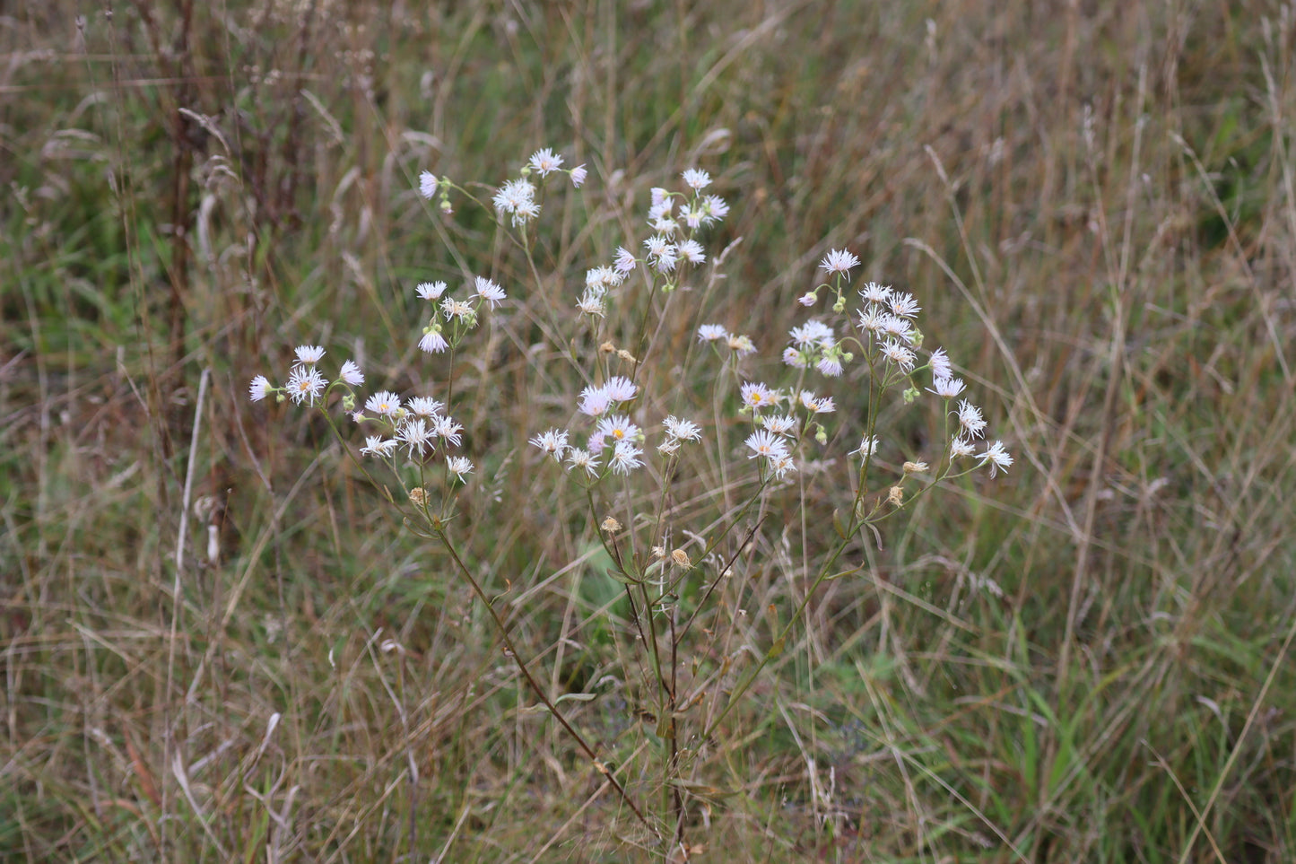 Erigeron strigosus (Fr: vergerette rude | En: Prairie fleabane)