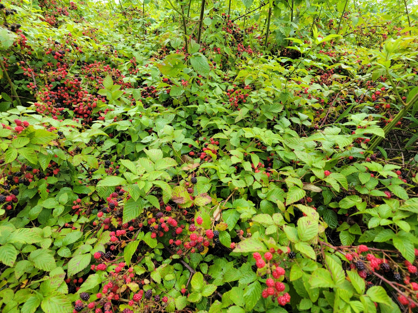Rubus allegheniensis (Fr: mûrier/ronce des Alléghanys | En: Allegheny blackberry)