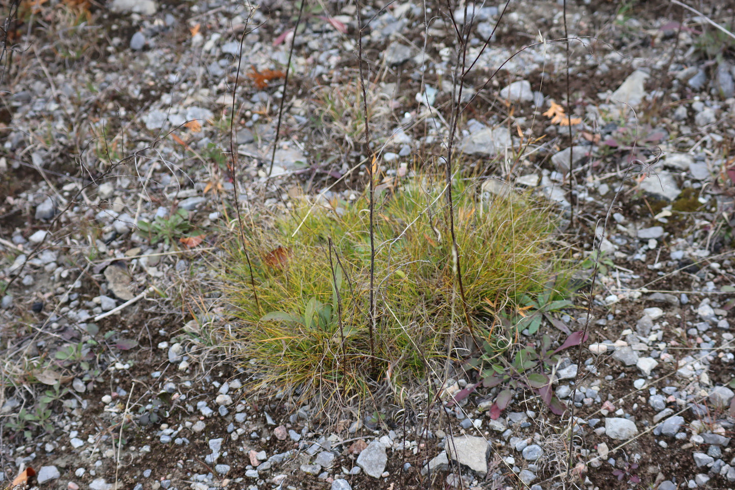 Carex eburnea (Fr: Carex ivoirin | EN: Ebony sedge)