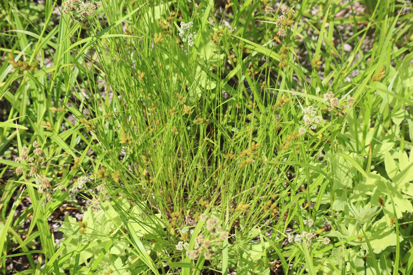 Carex crawfordii (Fr: carex de Crawford | En: Crawford's sedge)
