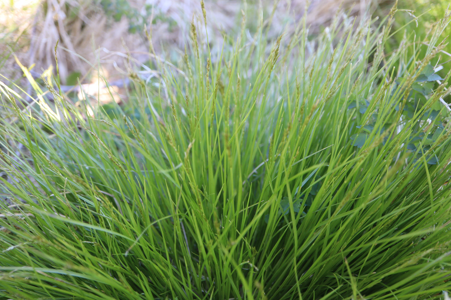 Carex bromoides (Fr: carex faux-brome | En: Brome-like sedge)