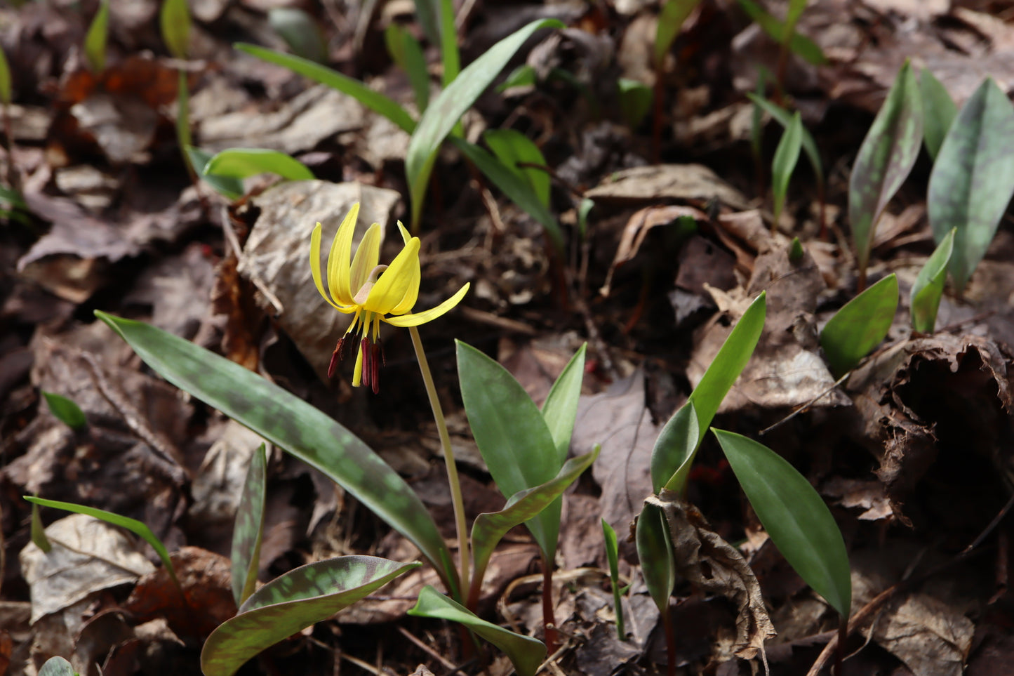 Erythronium americanum (Fr: érythrone d'Amérique| En: Yellow Trout Lily)