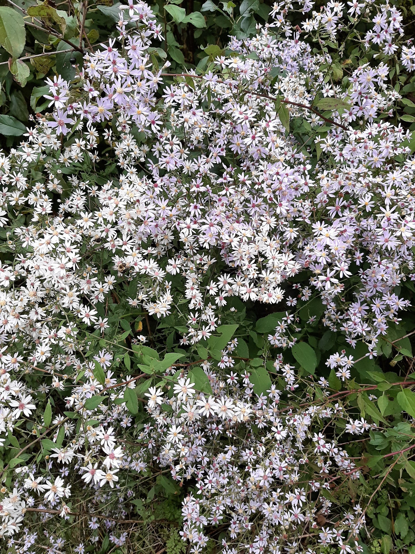 Symphyotrichum cordifolium (Fr: aster à feuilles cordées | En: heart-leaved aster)