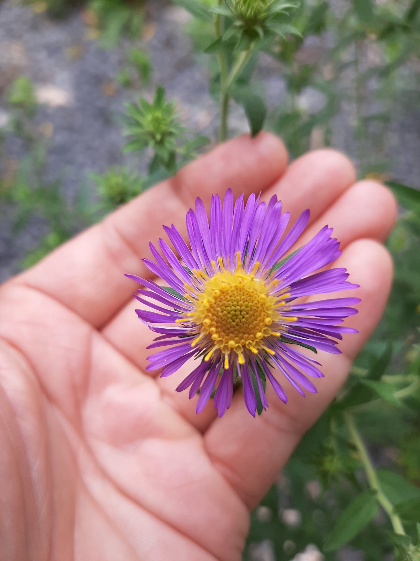 Symphyotrichum novae-angliae (Fr: aster de Nouvelle-Angleterre | En: New England aster)