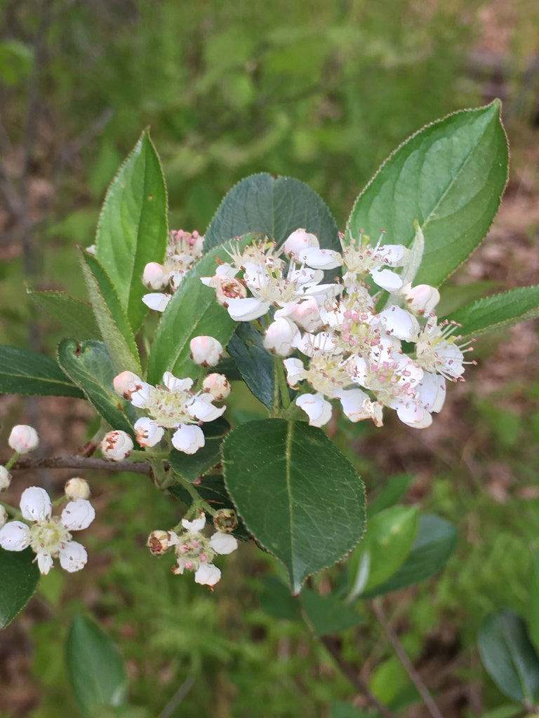 Aronia melanocarpa (Fr : aronie à fruits noirs | En : black chokeberry)