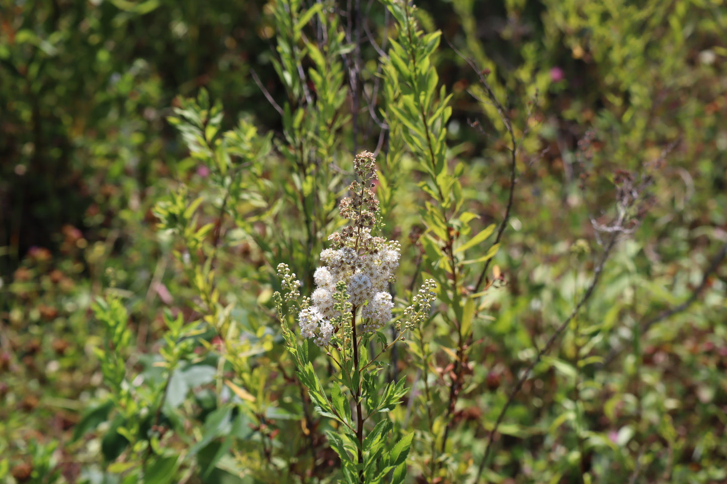 Spiraea alba (Fr: spirée blanche | En: white meadowsweet)
