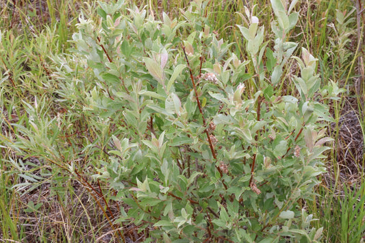 Salix bebbiana (Fr: saule de Bebb | En: Bebb's willow)