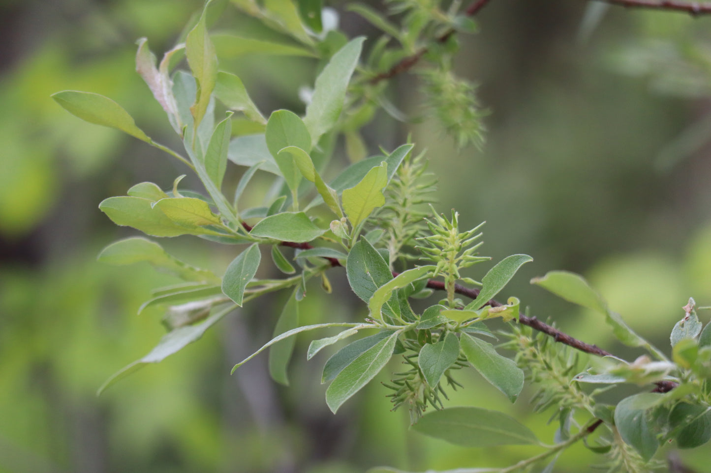 Salix bebbiana (Fr: saule de Bebb | En: Bebb's willow)