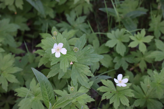 Anemonastrum canadense (Fr: anémone du Canada |En: Canada anemone)