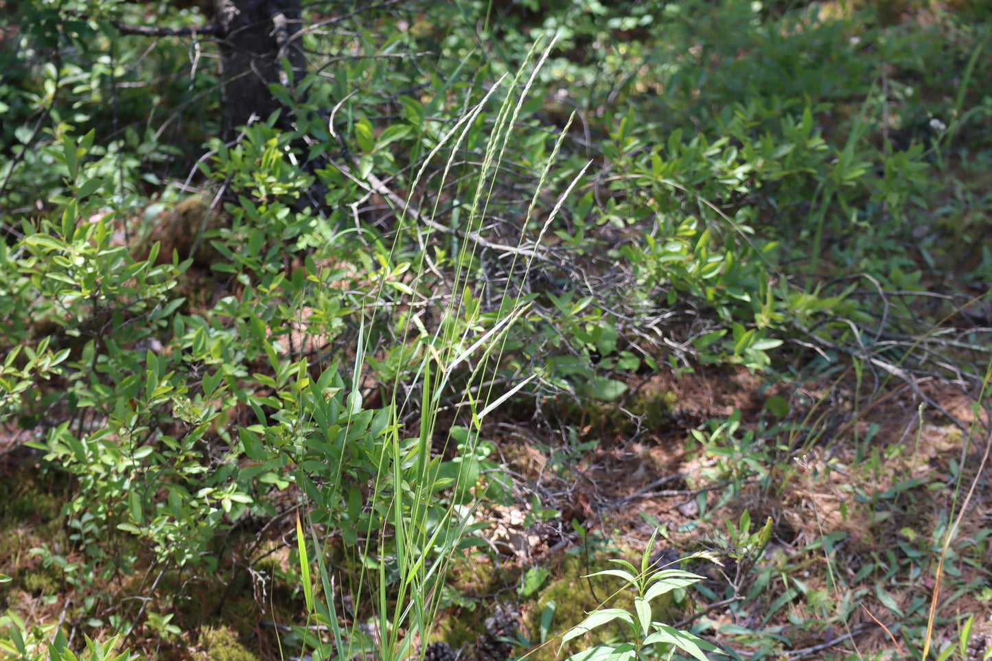 Elymus trachycaulus (Fr: élyme à chaumes rudes | En: slender wildrye)