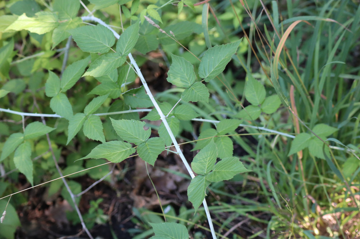 Rubus occidentalis (Fr: framboisier noir | En: black raspberry)