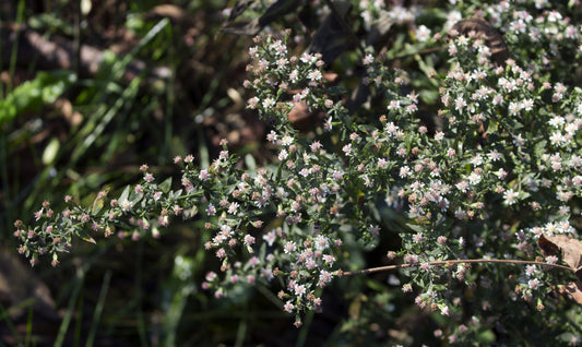 Symphyotrichum lateriflorum (Fr: aster latériflore | En: Calico aster)