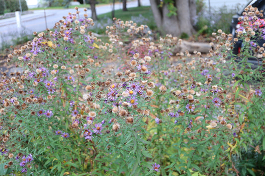 Symphyotrichum novae-angliae (Fr: aster de Nouvelle-Angleterre | En: New England aster)