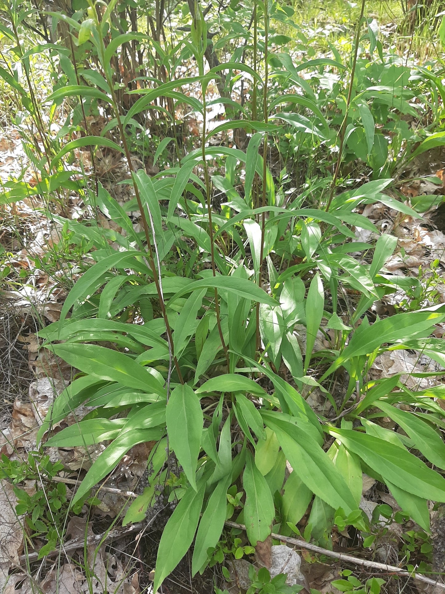Solidago juncea (Fr: verge d'or jonciforme | En: early goldenrod)