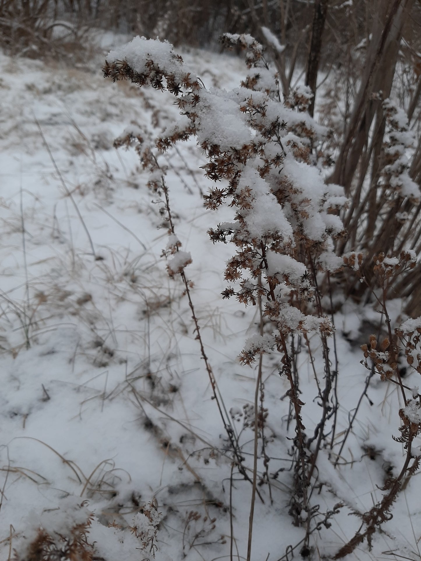 Solidago nemoralis (Fr: verge d'or des bois | En: Grey Goldenrod, Oldfield goldenrod)