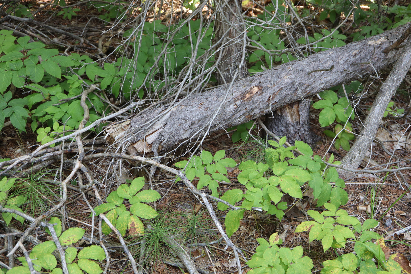 Aralia nudicaulis (Fr: aralie à tige nue| En: wild sarsaparilla)