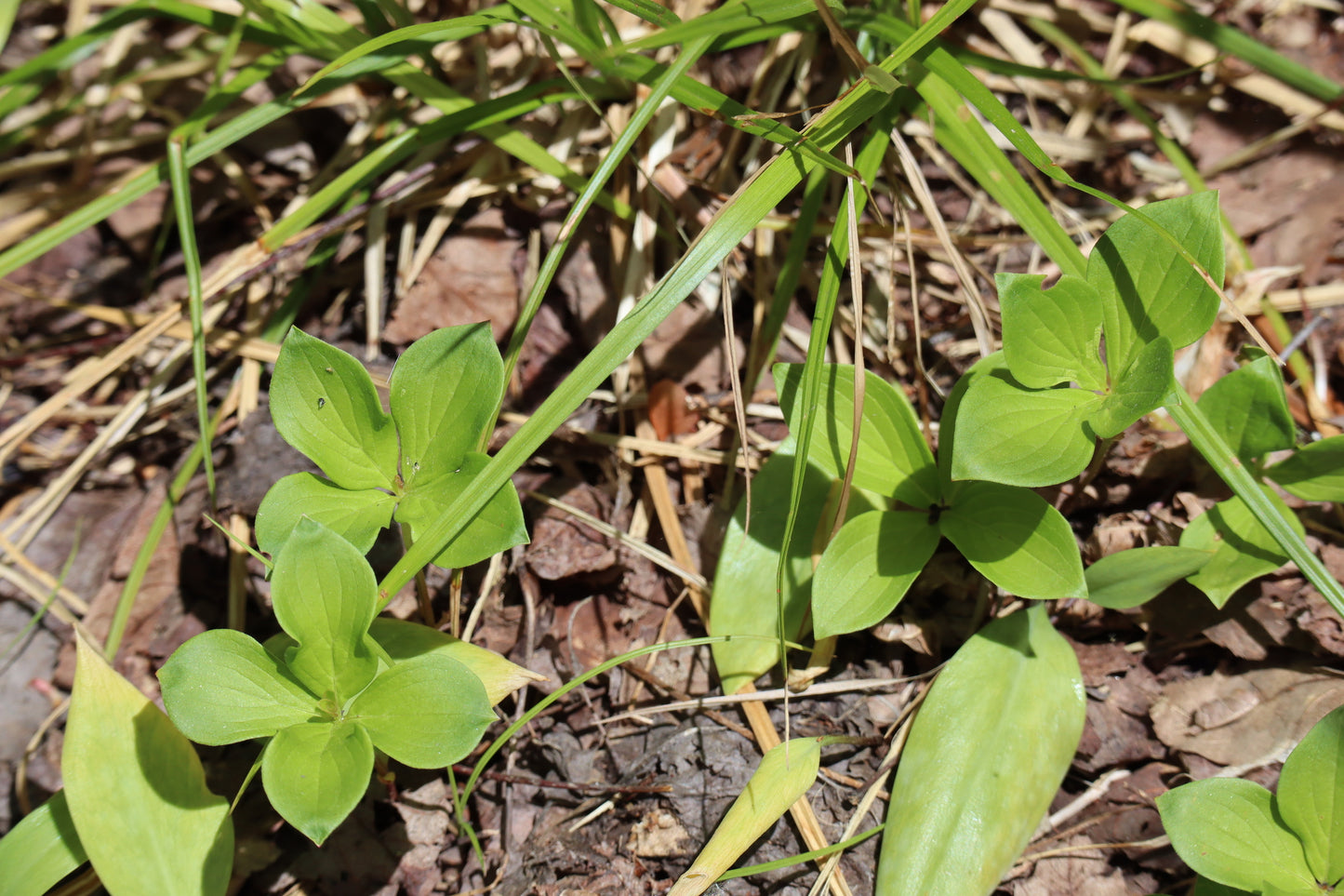 Cornus canadensis (En: quatre-temps | En: Bunchberry)