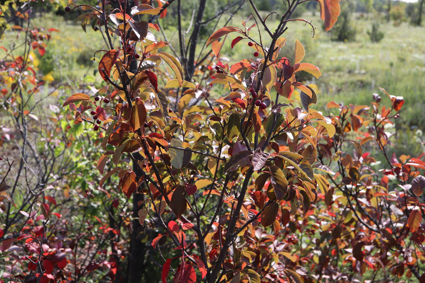 Cerisier de Virginie / Chokecherry (Prunus virginiana) – plante indigène, Ottawa Valley