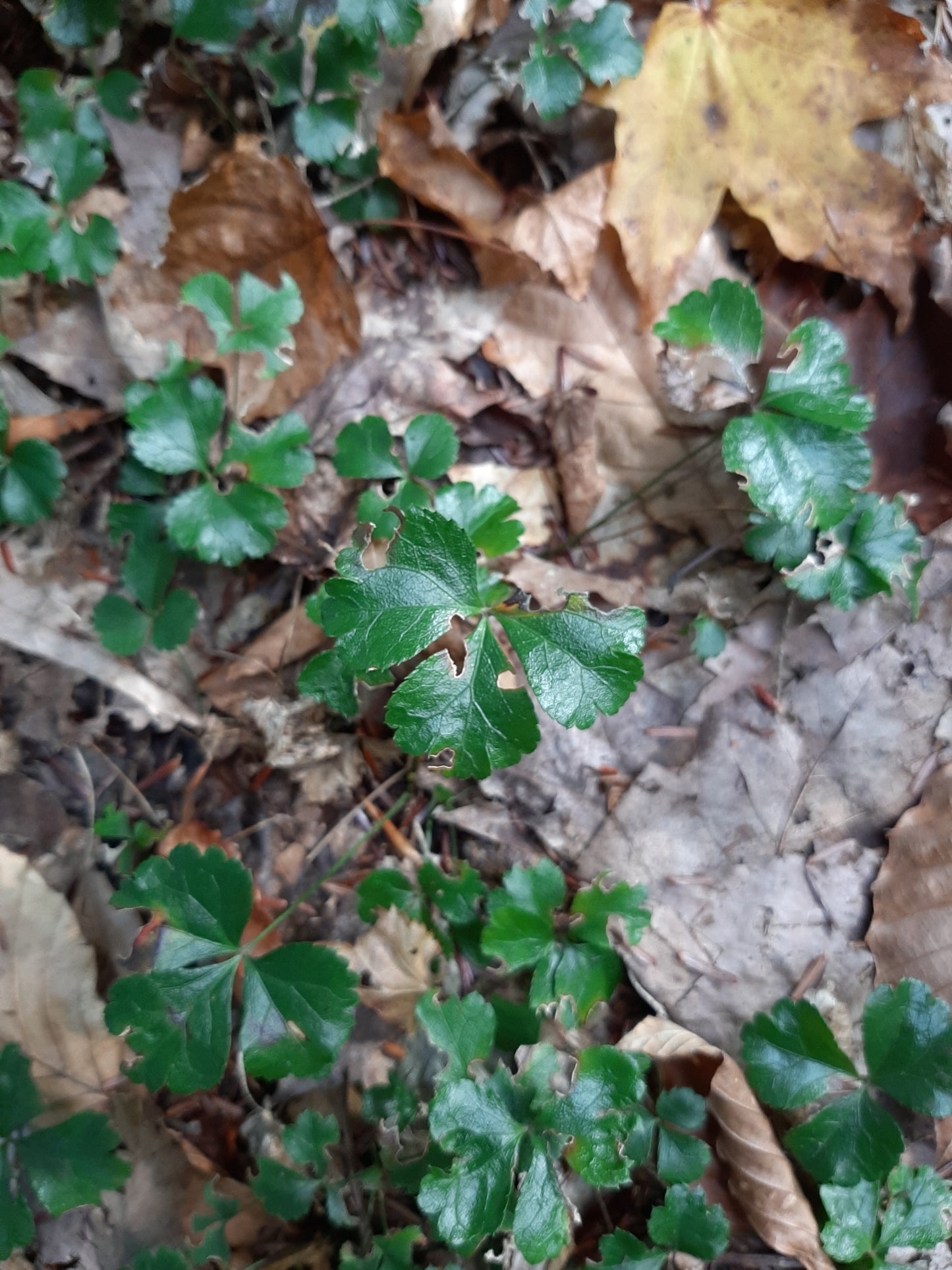Savoyane / Goldthread (Coptis trifolia) – plante indigène, Ottawa Valley