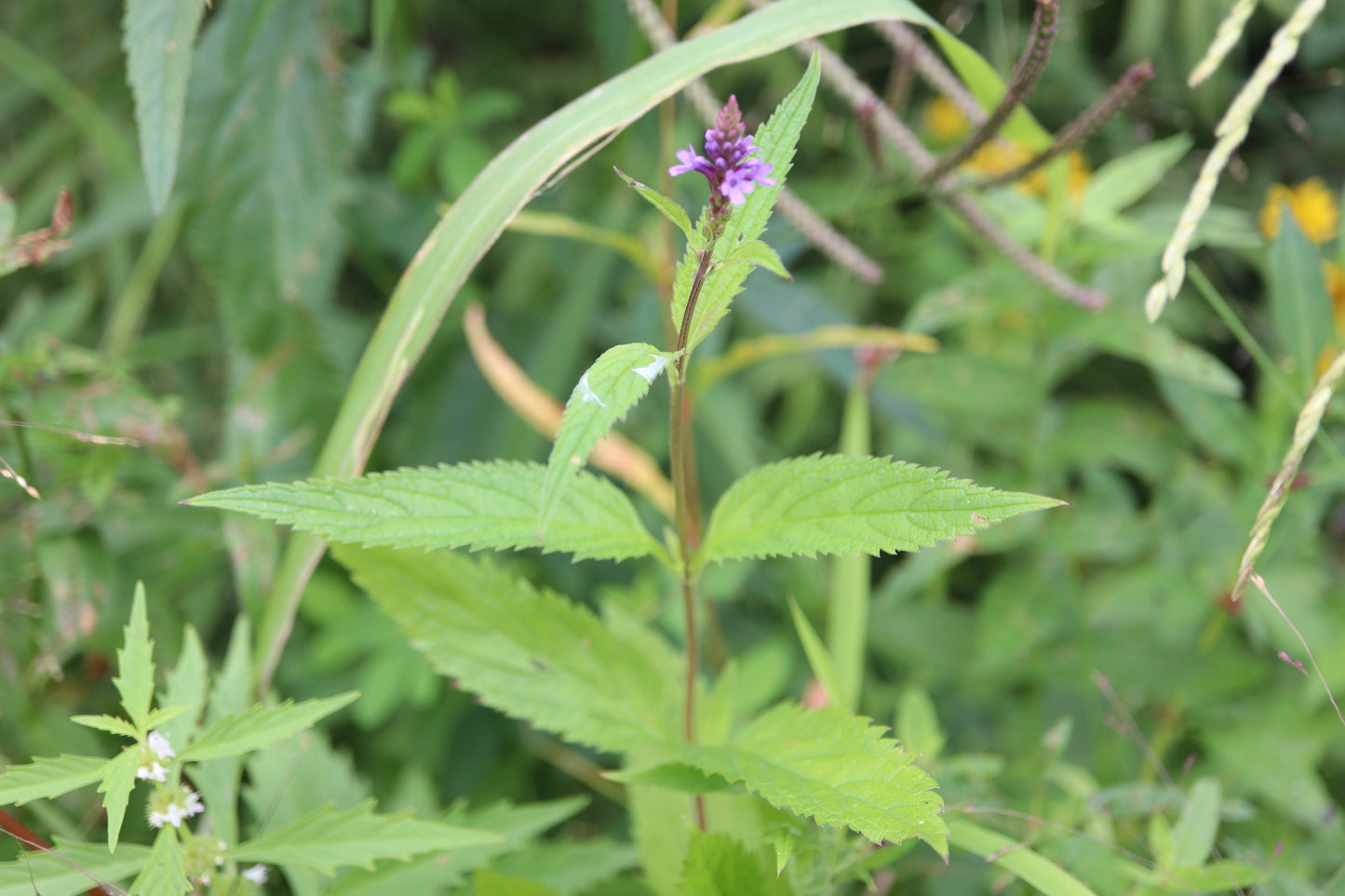 Verbena hastata (Fr: verveine hastée | En: verveine bleue)