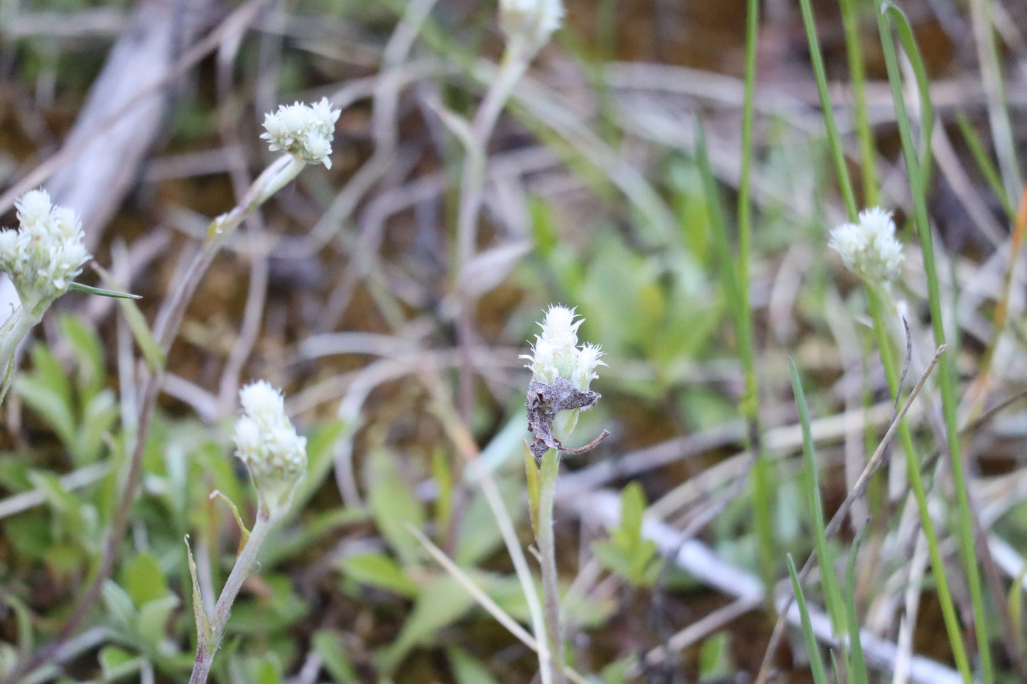 Antennaire de Howell / Small Pussytoes (Antennaria howellii) – plante indigène, Ottawa Valley