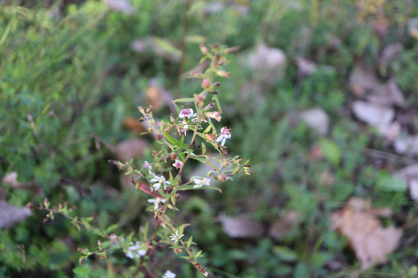 Symphyotrichum lateriflorum (Fr: aster latériflore | En: Calico aster)