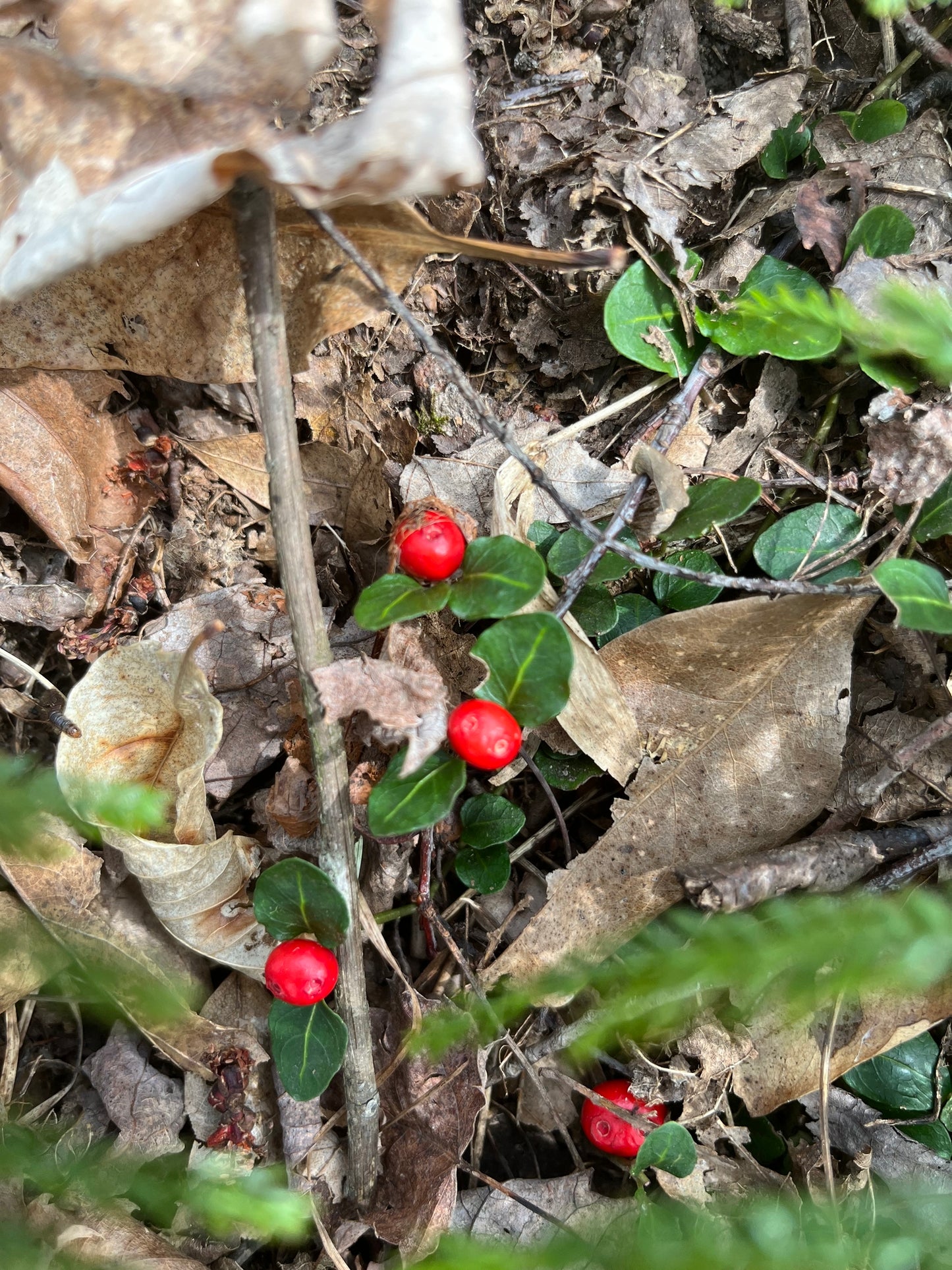 Pain-de-perdrix / Partridgeberry (Mitchella repens) – plante indigène, Ottawa Valley