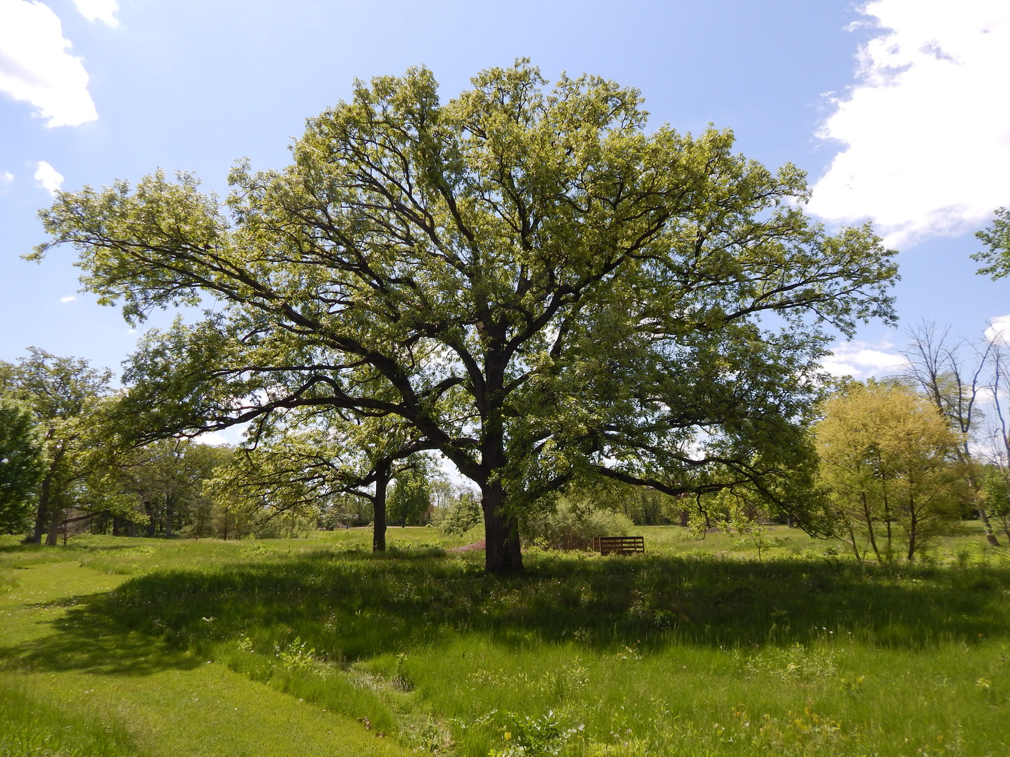 Quercus rubra