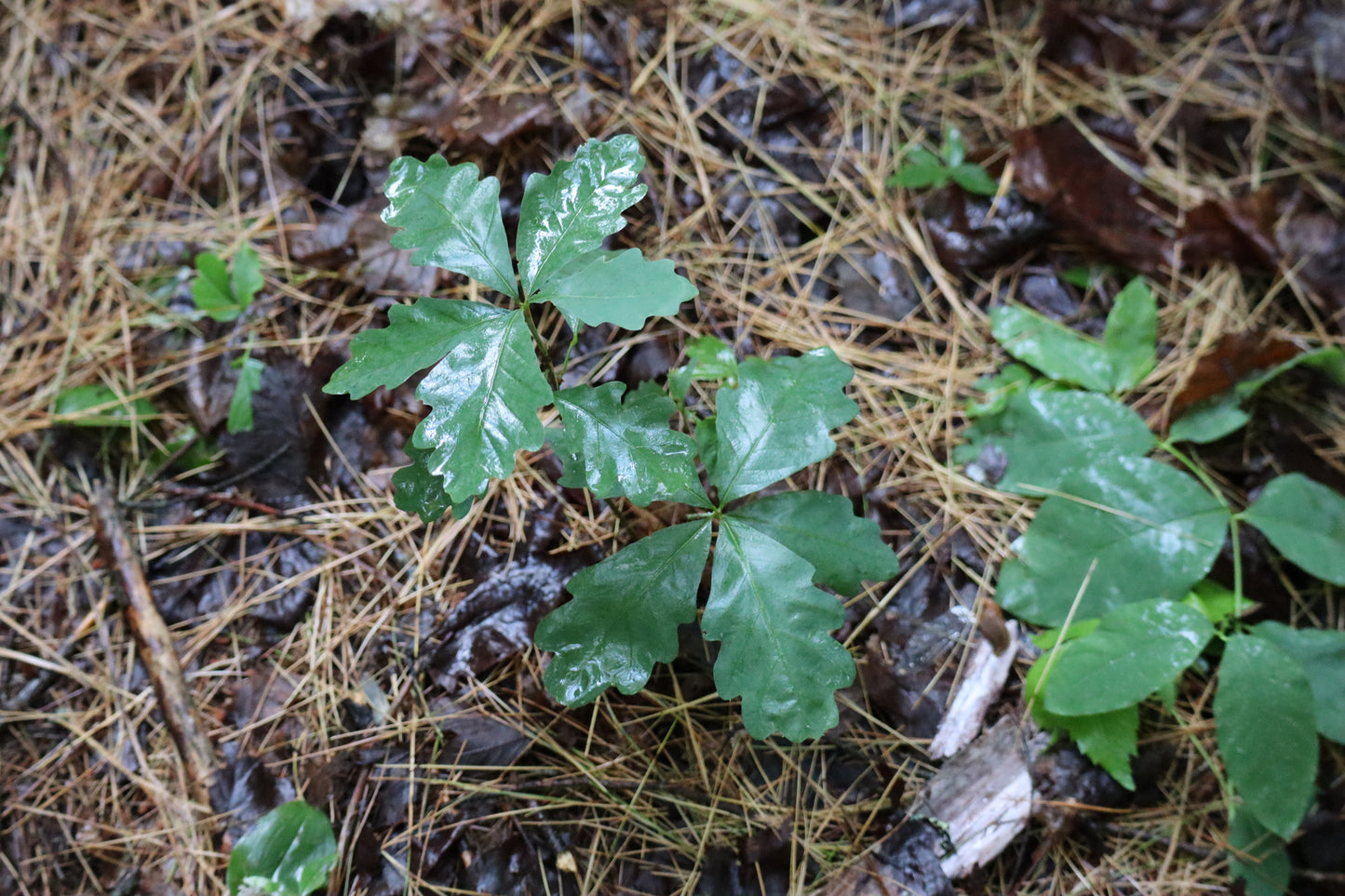 Quercus alba (Fr: chêne blanc | En: White oak)