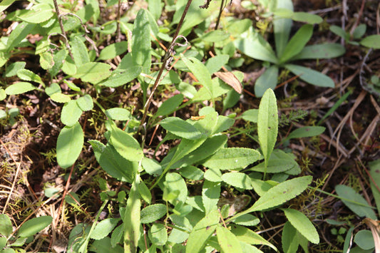 Packera paupercula (Fr: séneçon appauvri | En: baumier séneçon)