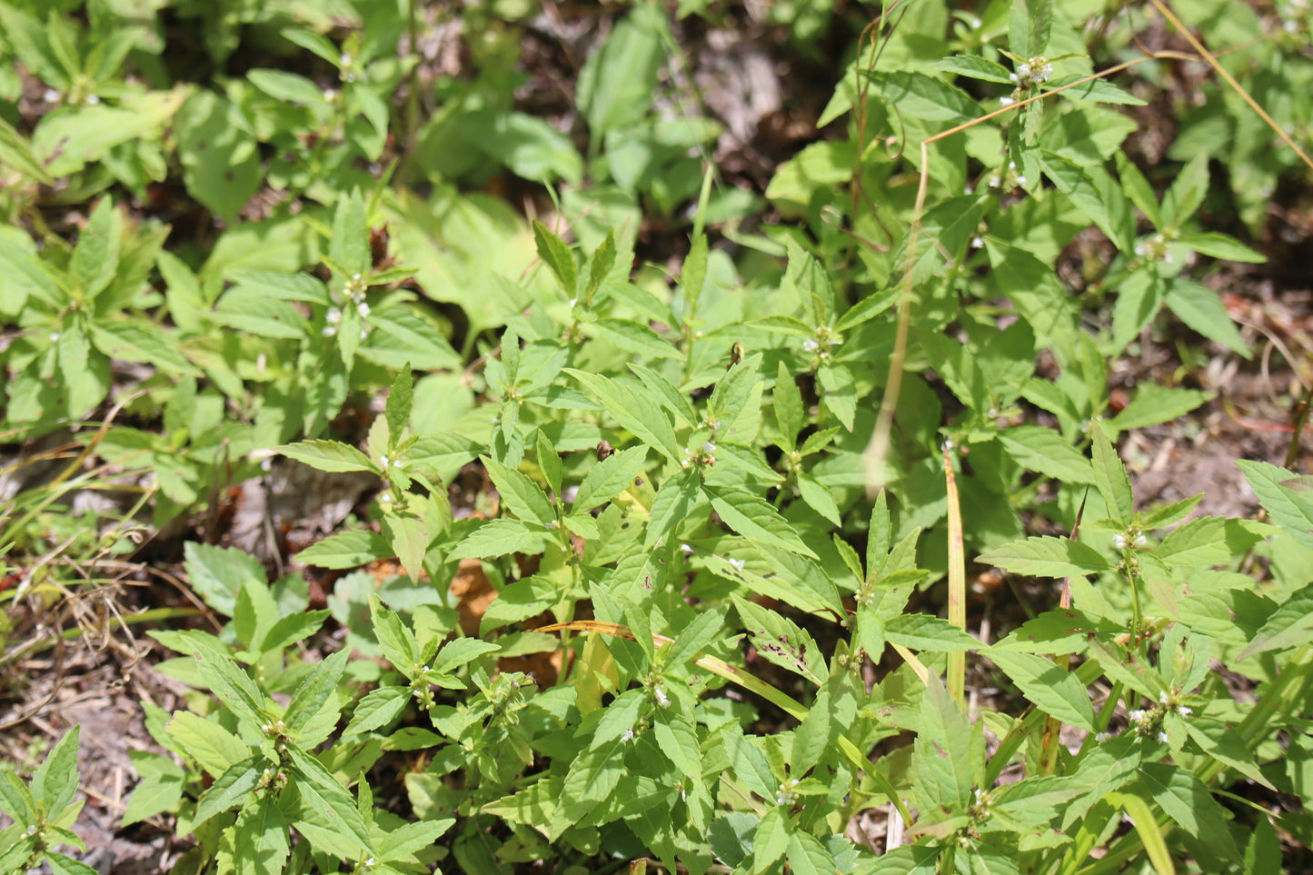 Lycopus uniflorus (Fr: lycope à une fleur | En: northern bugleweed)