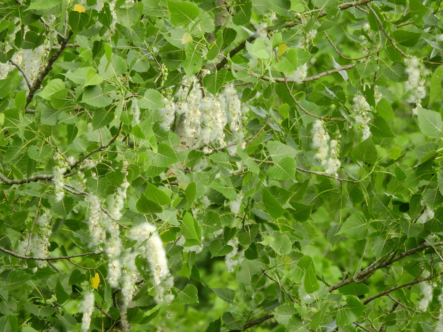 Populus deltoides (Fr: peuplier deltoïde | En: Eastern cottonwood)