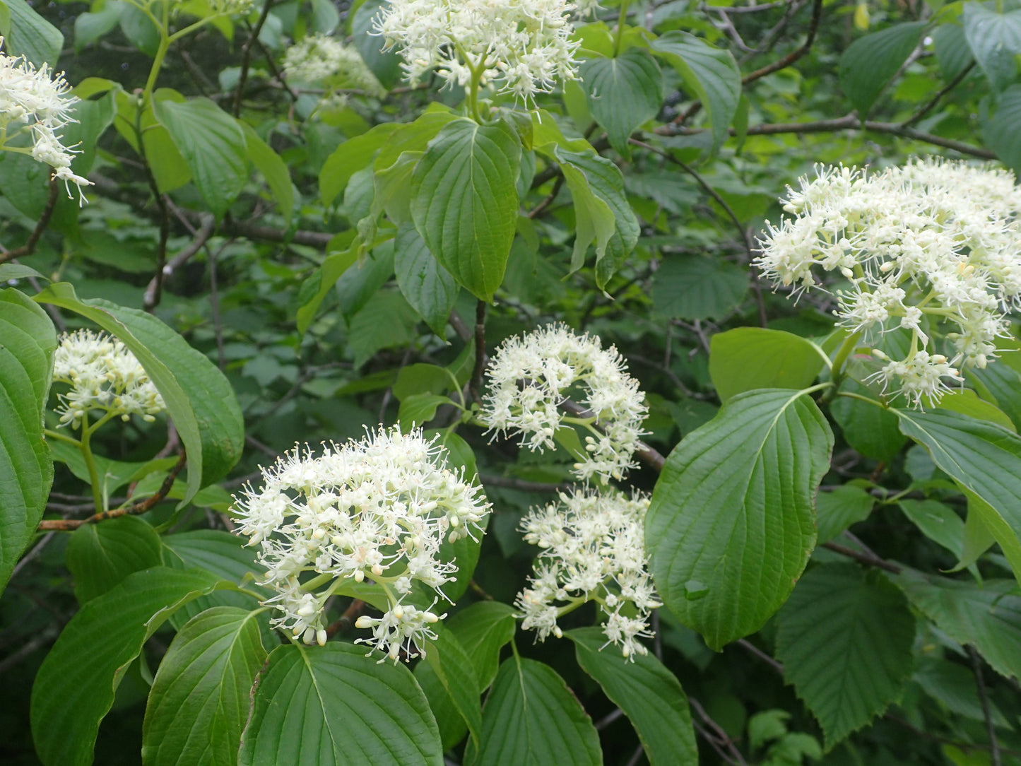 Cornus alternifolia (Fr: cornouiller à feuilles alternes | En: Pagoda dogwood )