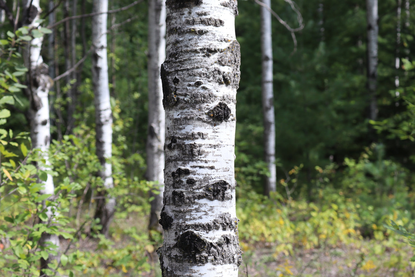 Populus tremuloides (Fr: peuplier faux-tremble | En: trembling tremble)