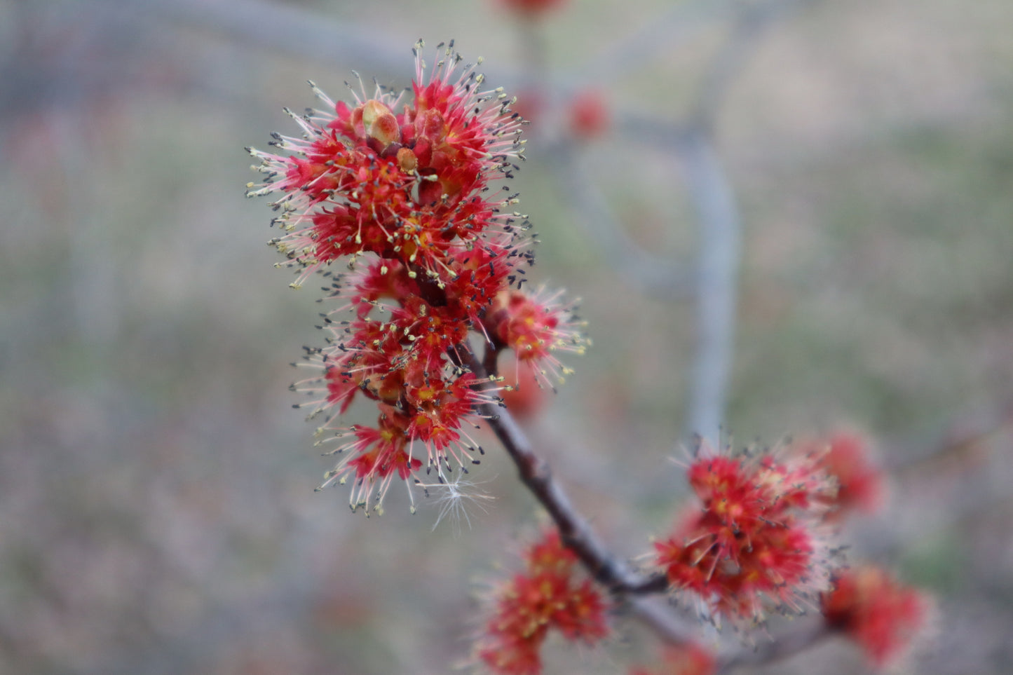 Acer rubrum (Fr: érable rouge | En: Red Maple)